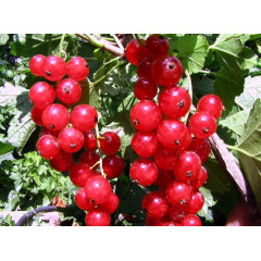 Саджанці червоної смородини Hollandishe Rote (Голландська червона)