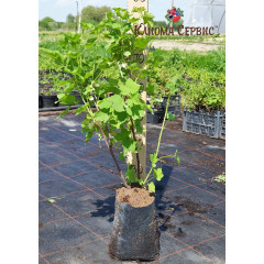 Червона смородина "Джунифер", в пакетах 5л