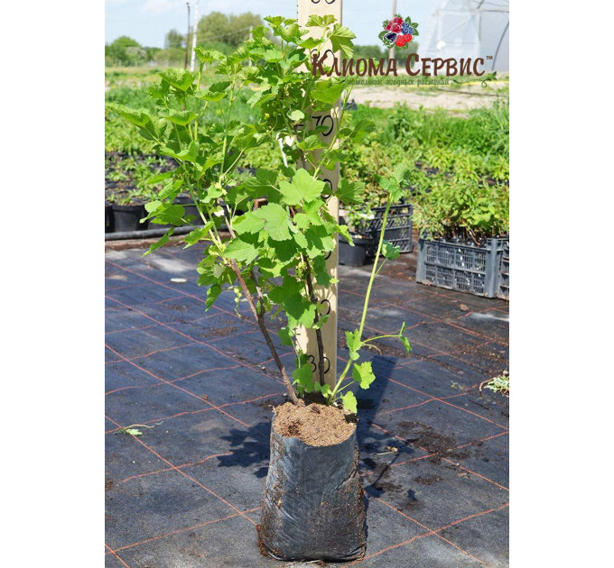 Червона смородина "Джунифер", в пакетах 5л