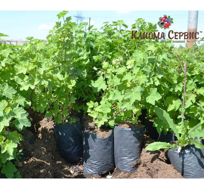 Червона смородина "Джунифер", в пакетах 5л