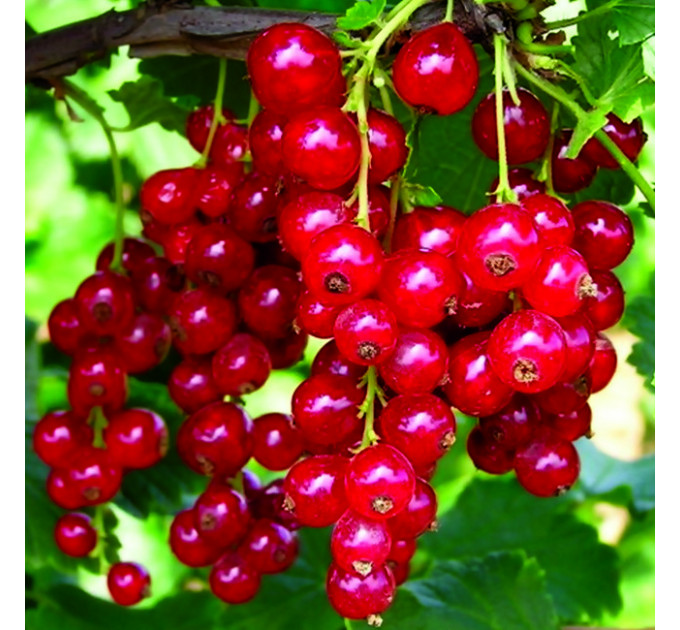 Смородина сорт Детван, напівупакована