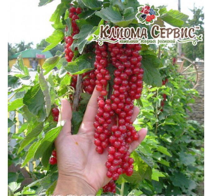 Живці червоної смородини Джонкер ван Тетс