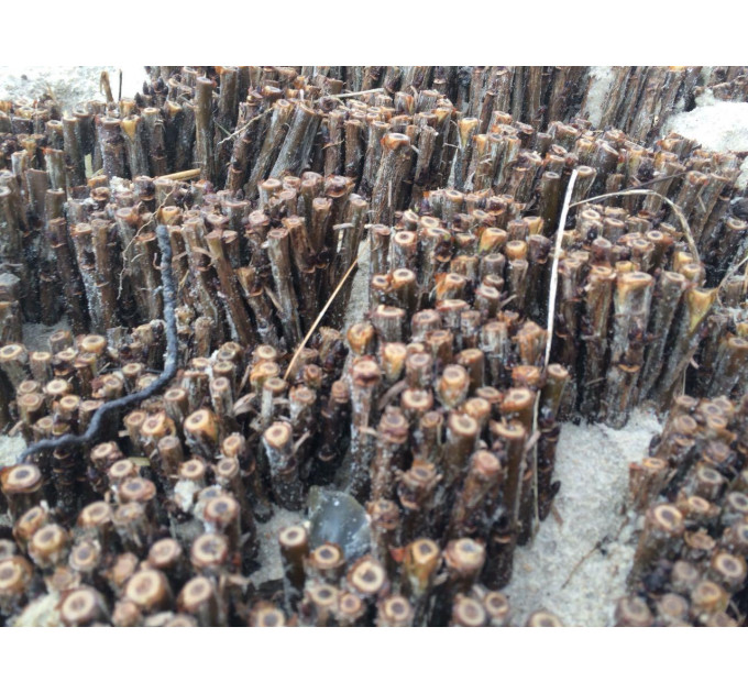 Живці червоної смородини Джонкер ван Тетс