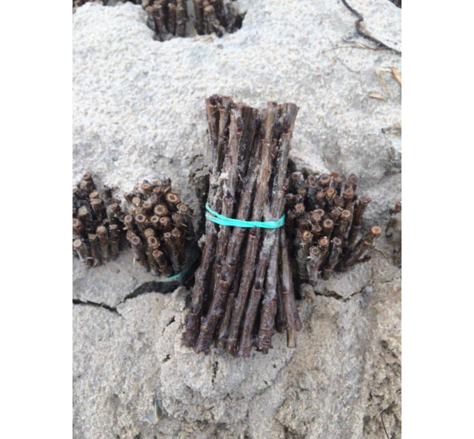 Живці червоної смородини Джонкер ван Тетс