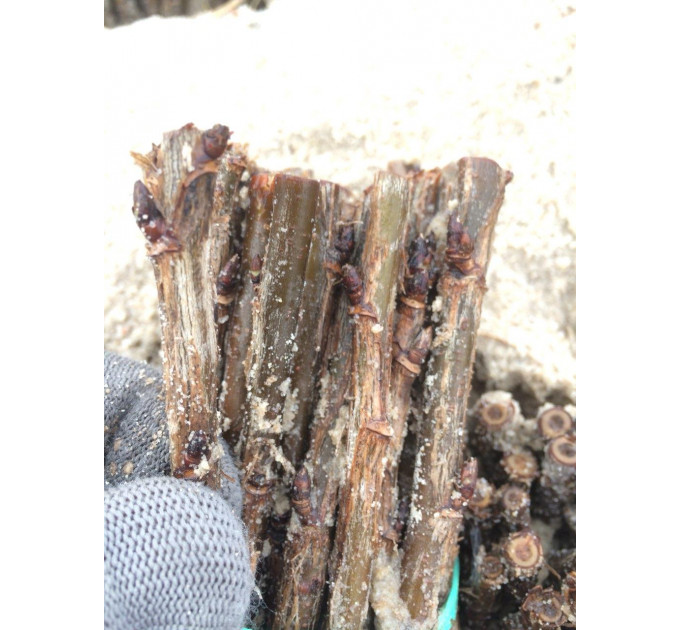 Живці червоної смородини Джонкер ван Тетс