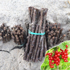 Живці червоної смородини Джонкер ван Тетс