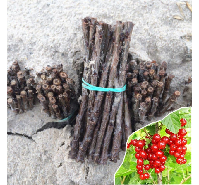 Живці червоної смородини Джонкер ван Тетс