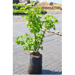 Червона смородина Джонкер ван Тетс, в пакетах 5 л