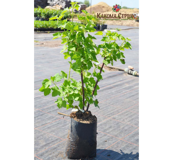 Красная смородина Джонкер ван Тетс, в пакетах 5 л