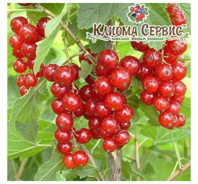 Смородина красная сорт Ровада 1 летняя, полуупакованная (позднего срока созревания )
