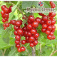 Смородина красная сорт Ровада 1 летняя, полуупакованная (позднего срока созревания )