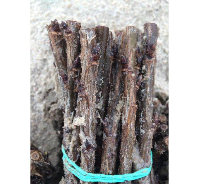 Живці червоної смородини сорт Детван