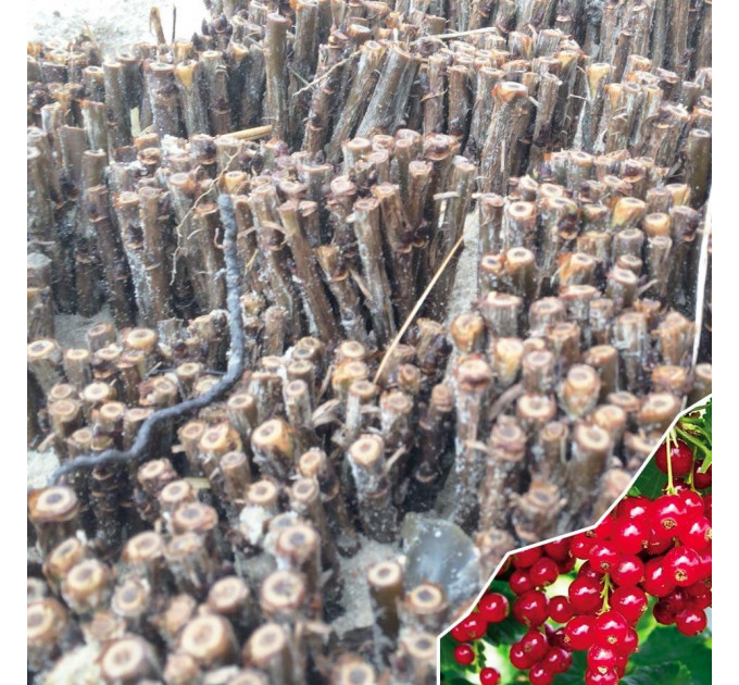 Живці червоної смородини сорт Детван