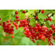 Смородина красная сорт Ровада 1 летняя, полуупакованная (позднего срока созревания )