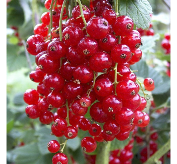 Смородина красная сорт Ровада 1 летняя, полуупакованная (позднего срока созревания )