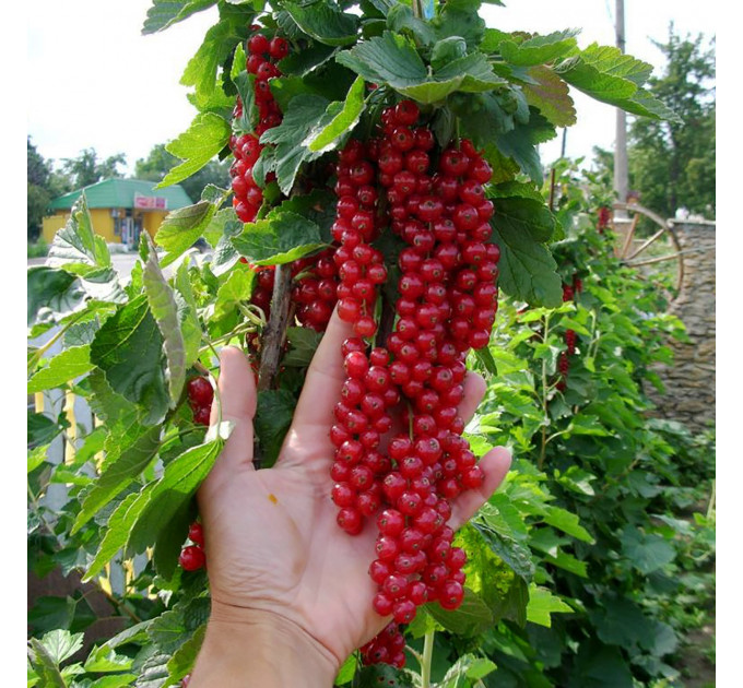 Смородина красная сорт Ровада 1 летняя, полуупакованная (позднего срока созревания )