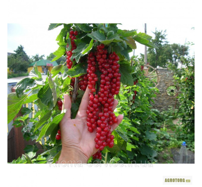 Красная смородина Джонкер ван Тетс, в пакетах 5 л