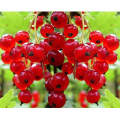 Червона порічка сорт Наталі