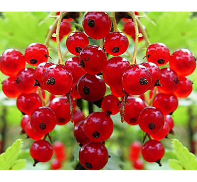 Червона порічка сорт Наталі