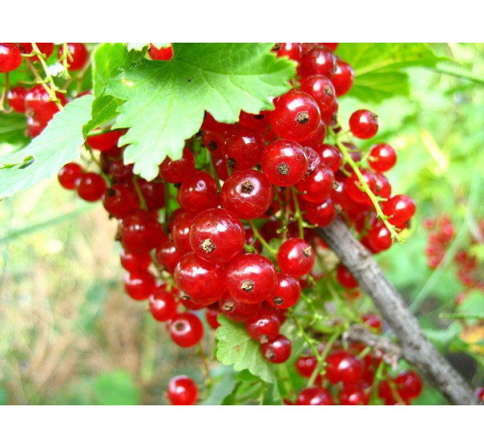 Живці червоної смородини сорт Ролан