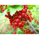 Живці червоної смородини сорт Ролан