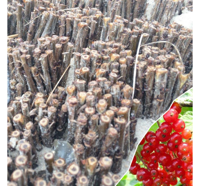 Живці червоної смородини сорт Ролан