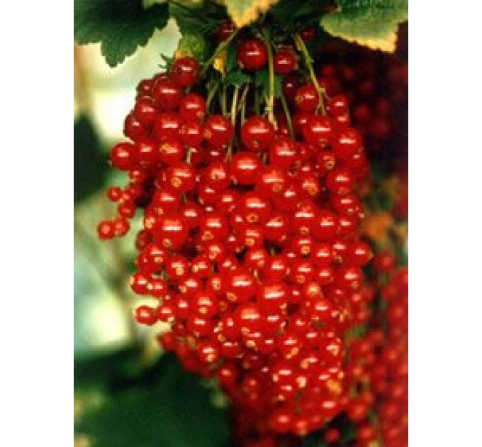 Смородина червона сорт Аугустус 2 річна, напівупакована (пізнього терміну дозрівання)