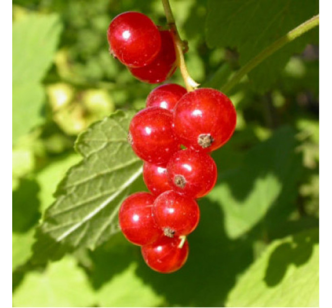 Смородина червона сорт Аугустус 2 річна, напівупакована (пізнього терміну дозрівання)