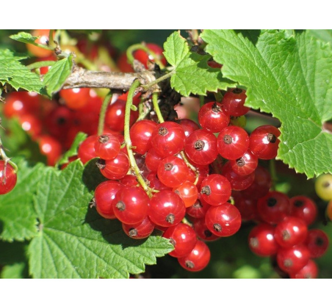 Смородина червона сорт Джуніфер 2 річна, напівупакована (раннього терміну дозрівання)