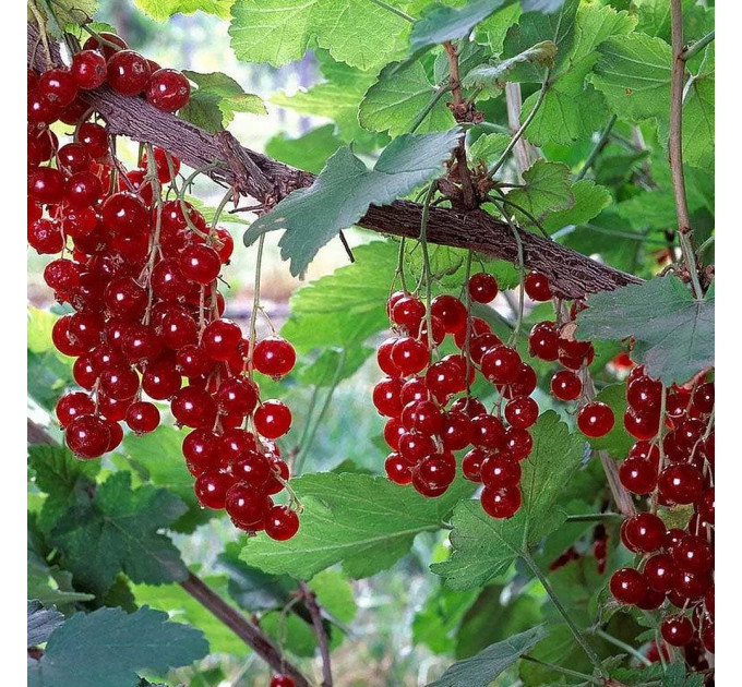 Смородина червона сорт Джуніфер 2 річна, напівупакована (раннього терміну дозрівання)