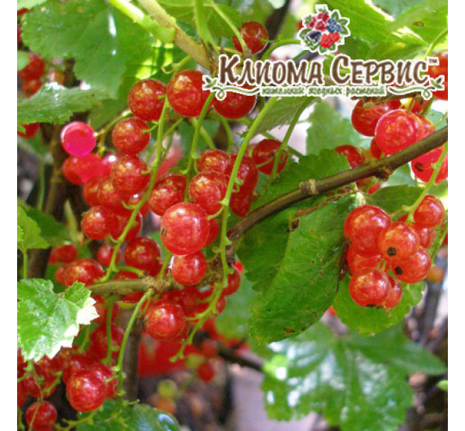 Смородина червона сорт Аугустус 2 річна, напівупакована (пізнього терміну дозрівання)