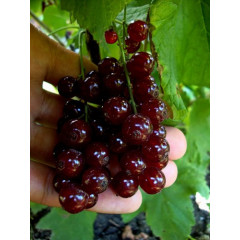 Червона смородина "Виксне" полуупакованные(торфосуміш і стрейч)