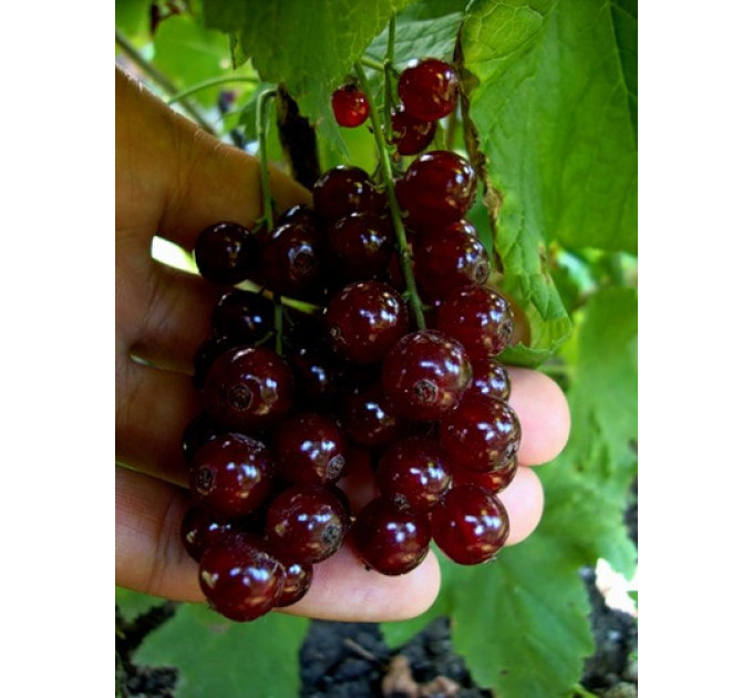 Червона смородина "Виксне" полуупакованные(торфосуміш і стрейч)