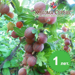 Саженцы крыжовника "Тясмин", полуупакованные