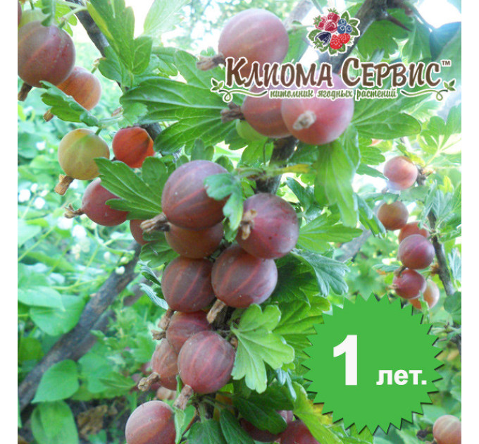 Саженцы крыжовника "Тясмин", полуупакованные