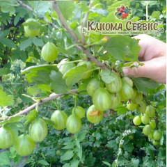 Крыжовник сорт Берилл, контейнер 0.5 л