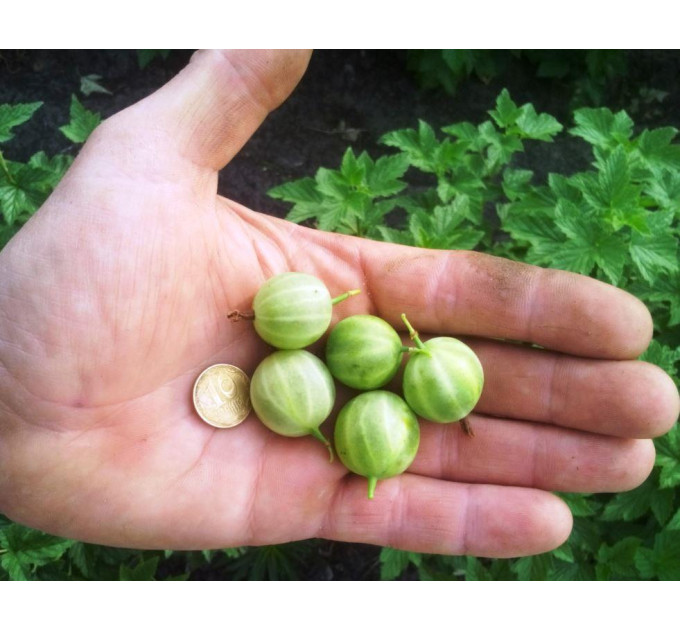 Крыжовник сорт Берилл, контейнер 0.5 л