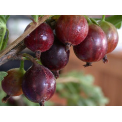 Крыжовник "Высокий замок"