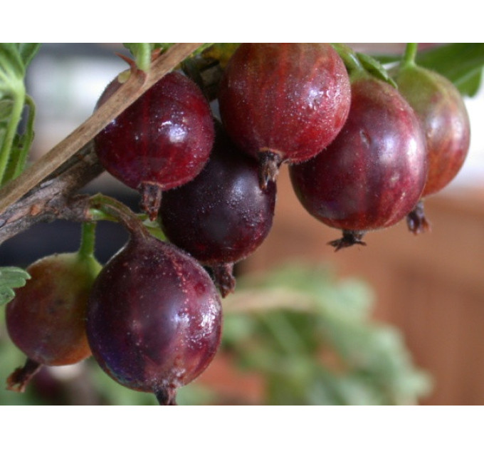 Крыжовник "Высокий замок"