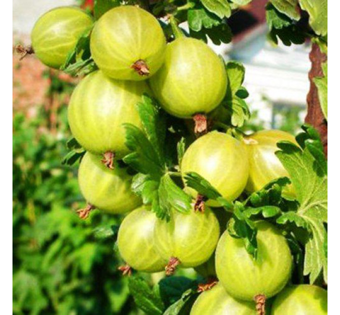 Крыжовник сорт Родник, полупакованный