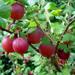 Саженцы крыжовника "Оксамит", полуупакованные