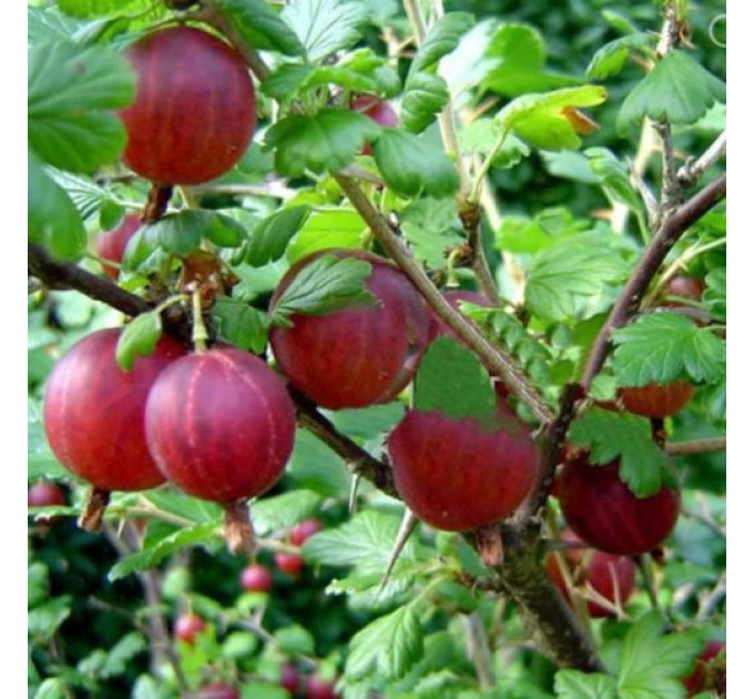 Саженцы крыжовника "Оксамит", полуупакованные