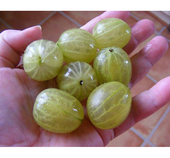 Саженцы крыжовника "Инвикта" зеленый, с колючками, полуупакованный