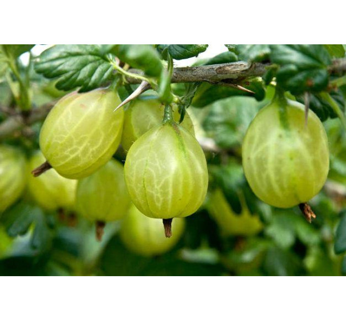 Саженцы крыжовника "Инвикта" зеленый, с колючками, полуупакованный