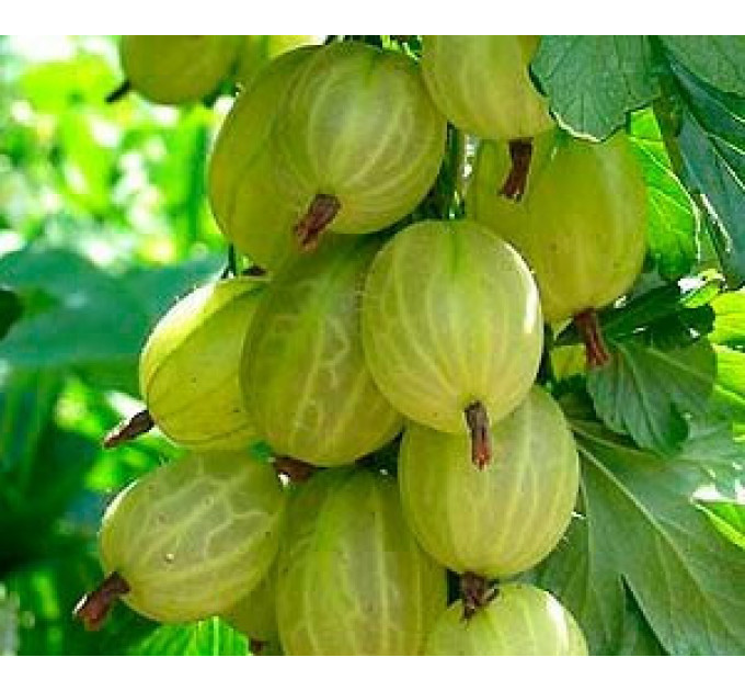 Крыжовник сорт "Инвикта" 2 летние, высокий конт. 7 л