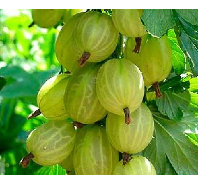 Саженцы крыжовника "Инвикта" зеленый, с колючками, полуупакованный