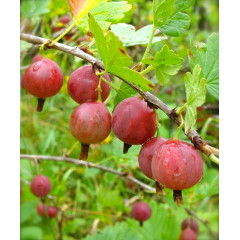 Саженцы крыжовника сорт "Машека", полуупакованные