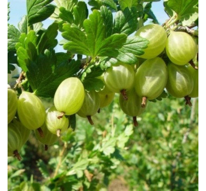 Крыжовник сорт Мукуринес 2 сорт, полуупакованный