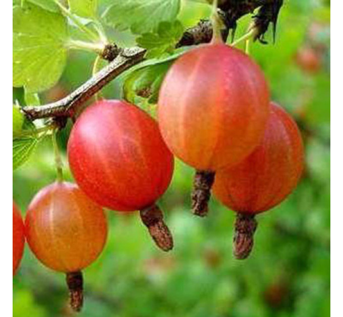 Саженцы крыжовника "Тясмин" 1 летние, конт. P9