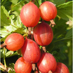 Саженцы крыжовника сорт "Машека", полуупакованные